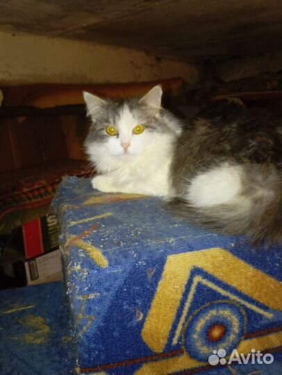 Прекрасный малыш ищет дом