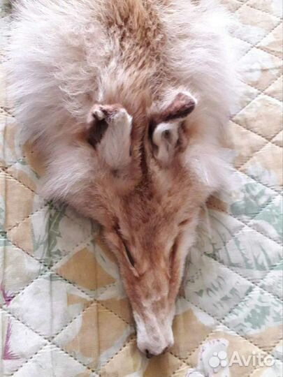 Шкурка лисы