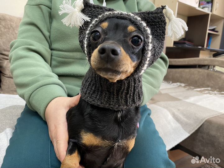 Шапка для собак