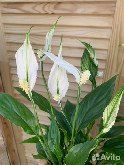 Спатифиллум Шопен