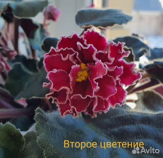 Детки сортовой фиалки