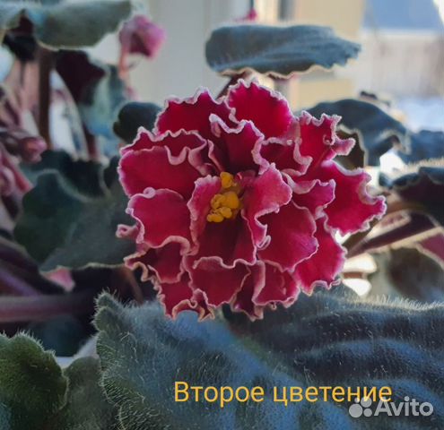 Детки сортовой фиалки