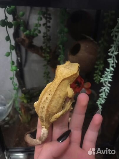 Реснитчатый бананоед