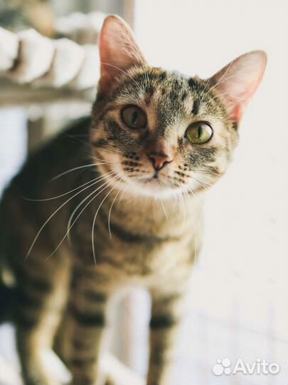 Кошечка Анфиса ждёт семью