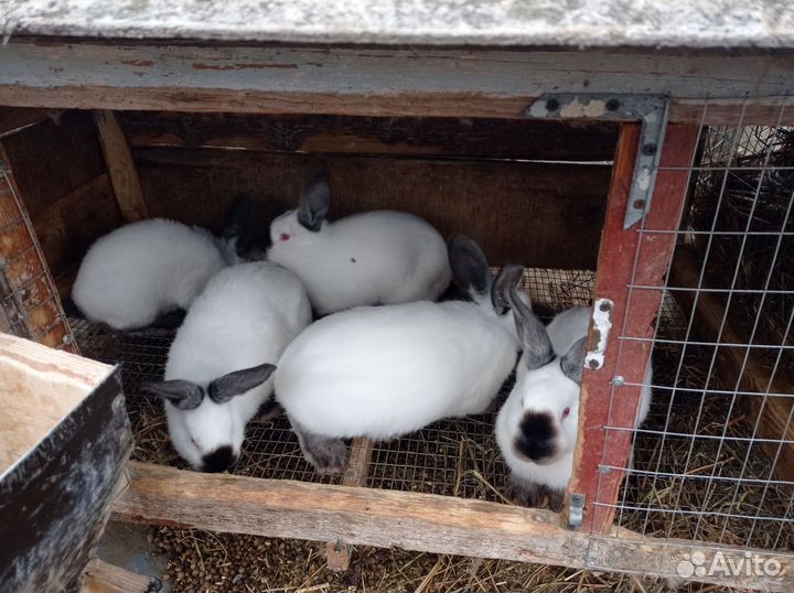 Калифорнийские кролики