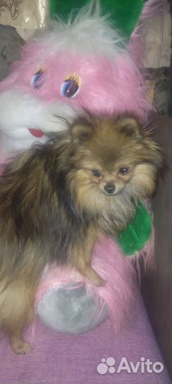 Мини шпиц вязка