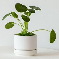 Пилея пеперомиевидная Pilea (домашние растения как