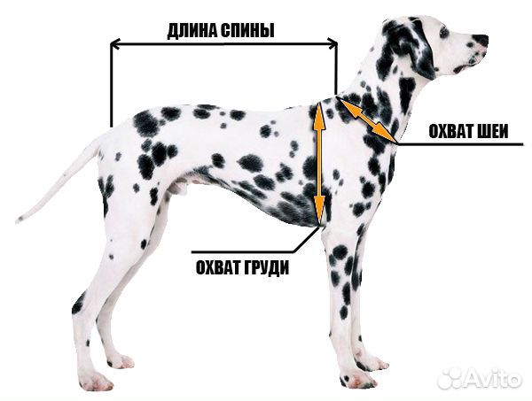 New Formydogs C2 на дл спины 60 см тёплые комбезы