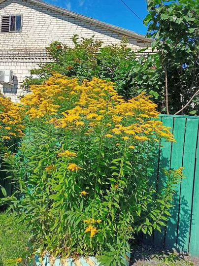 Дом 58 м² на участке 4,8 сот.