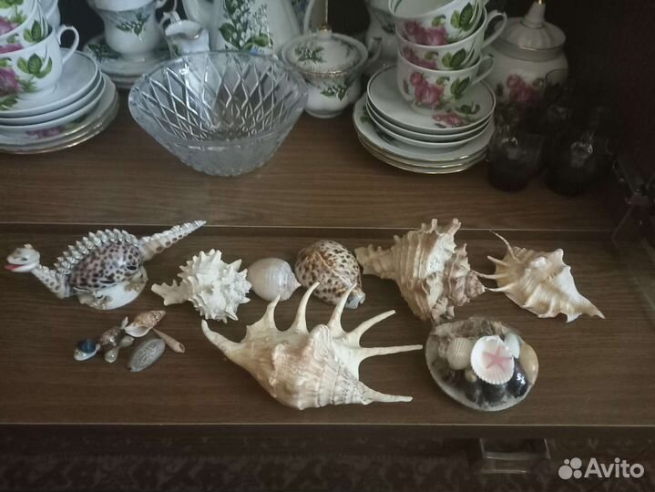 Морские ракушки раковины