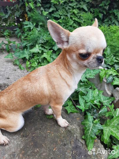 Чихуахуа девочка