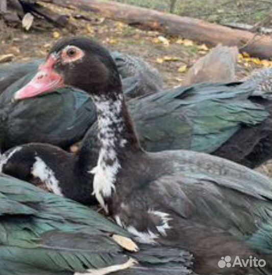 Индоутка мускусная утка