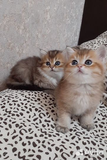 Британские котята золотая шиншилла