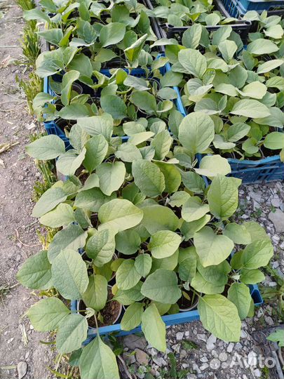 Рассада томатов,перца,баклажан