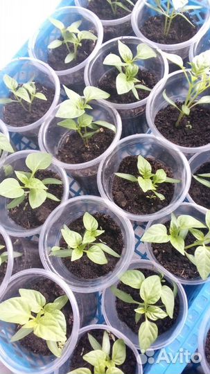 Рассада томатов