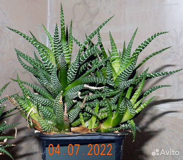 Комнатные растения (излишки)