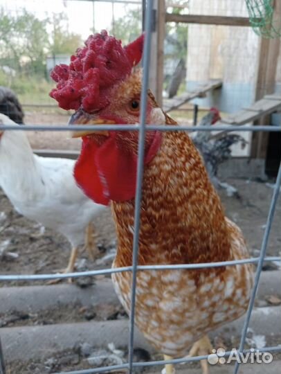 Молодые петухи