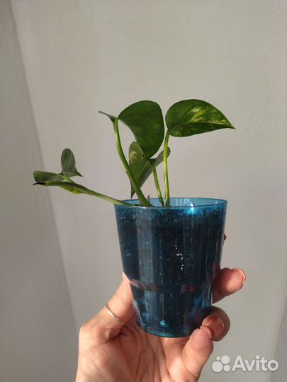 Эпипремнум