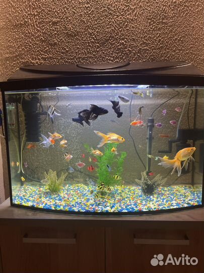 Аквариум с тумбой 130л и с рыбками