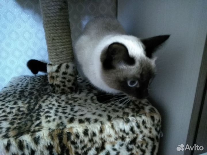 Кошечка вязка