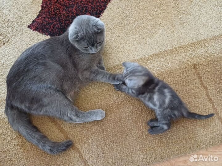 Шотландский котёнок прямоухий (скоттиш-страйт)