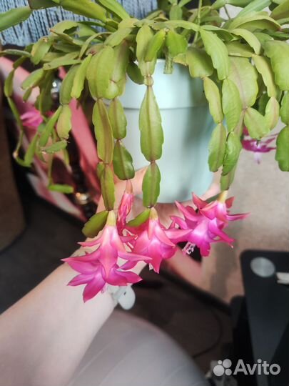 Комнатные цветы каланхоэ