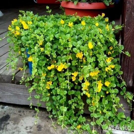 Вербейник монетчатый (точечный)