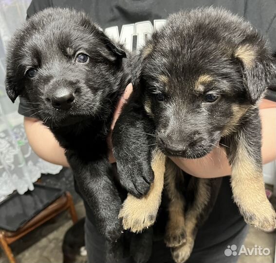 Щенки немецкой овчарки