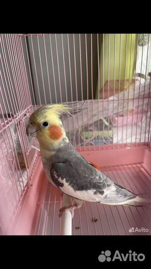 Попугай корелла с клеткой