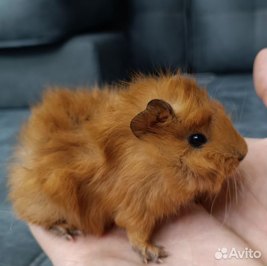 Морская свинка розетка