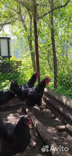 Петух джерсийский гигант