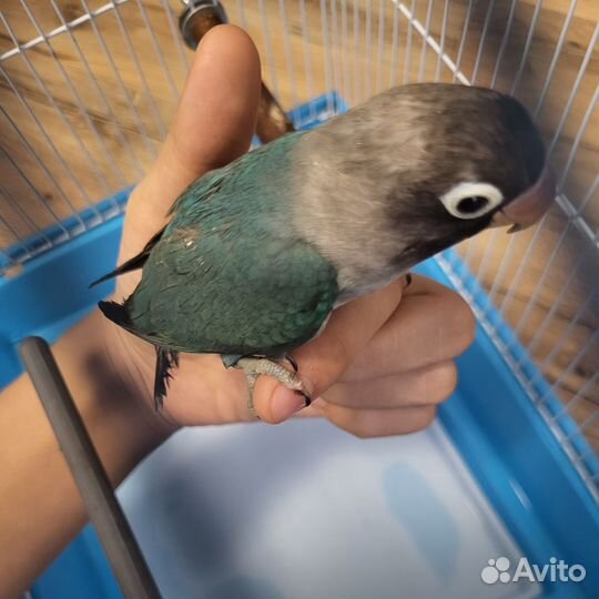 Неразлучник масковый с клеткой