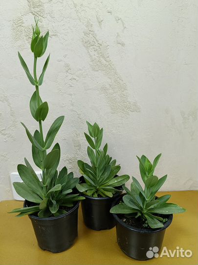 Эустома крупноцветковая - живой букет