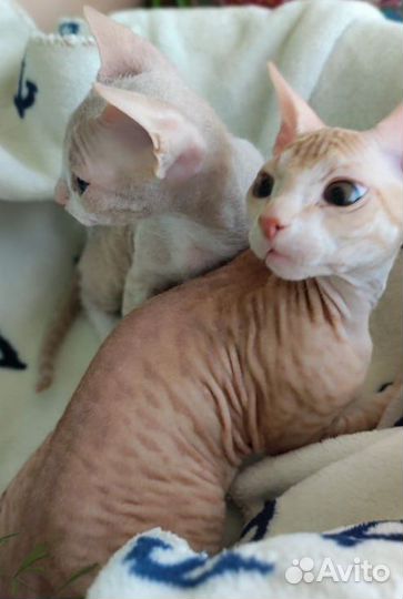 Кошки донской сфинкс
