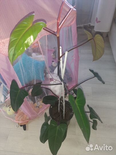 Филодендрон