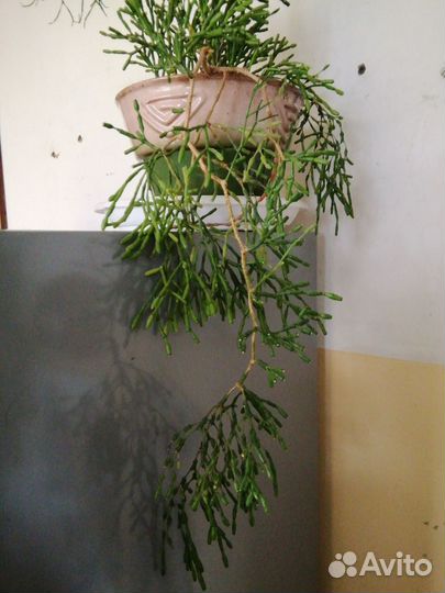 Суккулент Рипсалис Хатиора 70 см