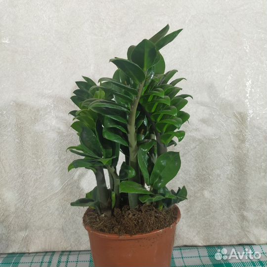 Замиокулькас Зензи