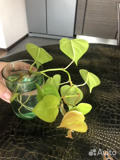 Золотой сциндапсус /коллекционный