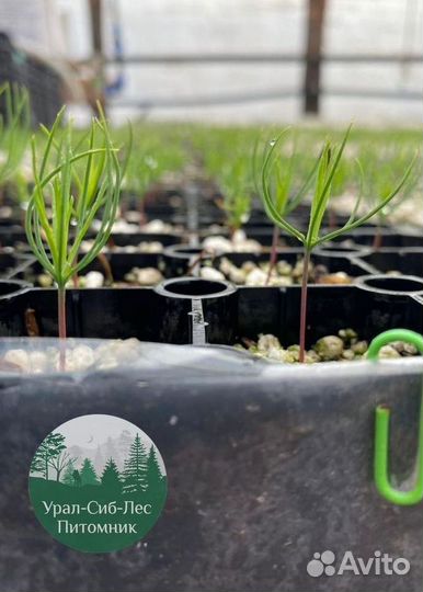 Зкс и окс Сосна Ель Лиственница сеянцы Голуб горн