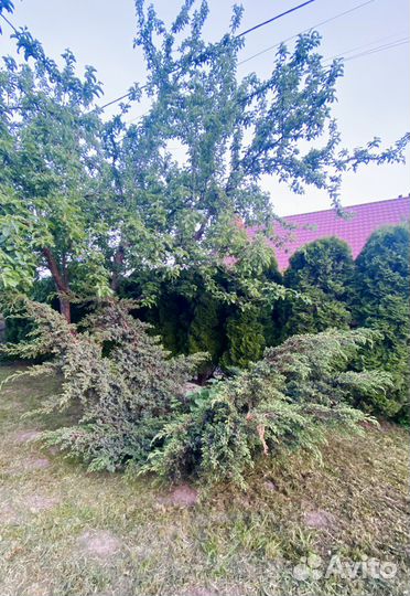 Можжевельник куст большемер 180-200 см