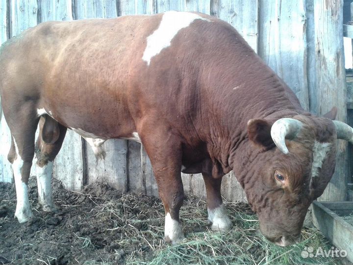 Скупка животных