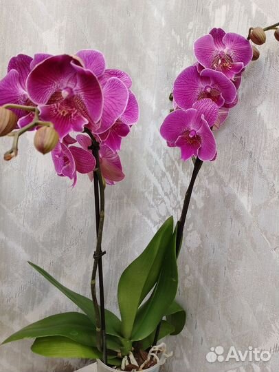 Орхидея фаленопсис Биг-Лип очень яркая