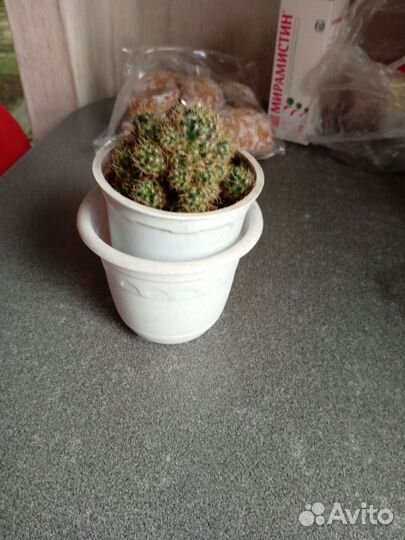 Цветы домашние в горшках