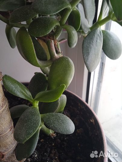 Продаю денежное дерево