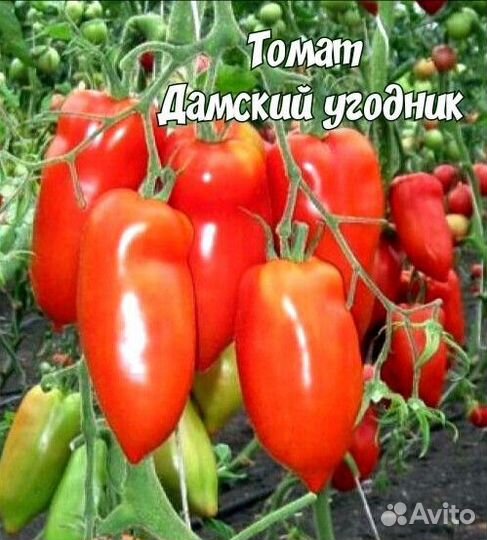 Рассада помидор, перца, капусты