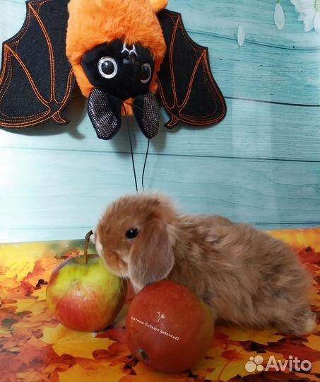 Крольчата породные с прививками