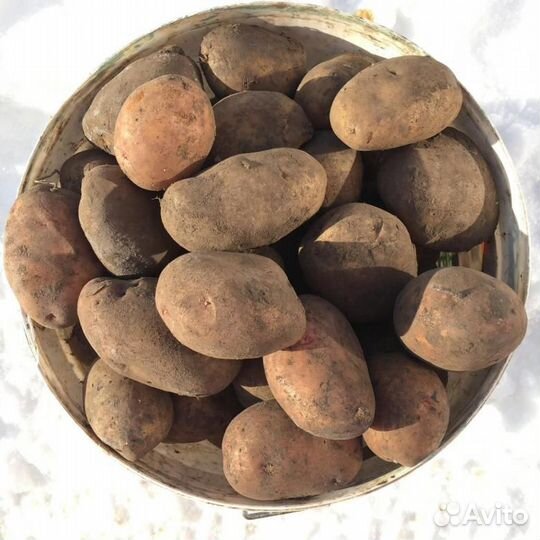 Картофель домашний