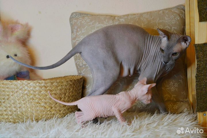 Котята сфинкс