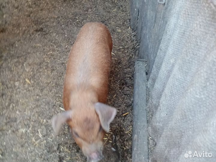 Поросята дюрок чистокровный