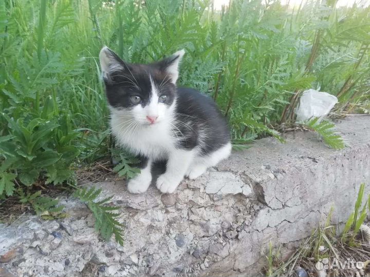 Кошка в дар бесплатно